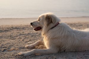 A fluffy white dog, wearing a red collar, lies comfortably on the sandy ground near Oil Piers Beach. Its mouth is slightly open in a relaxed manner, and it appears content as it gazes into the distance. The background features an unfocused view of the sea and sky painted in warm hues, creating a serene seaside backdrop.