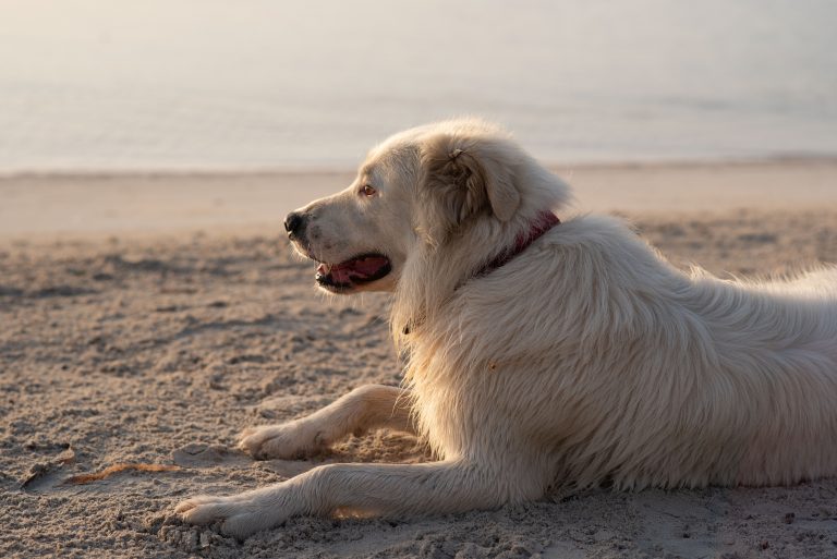 A fluffy white dog, wearing a red collar, lies comfortably on the sandy ground near Oil Piers Beach. Its mouth is slightly open in a relaxed manner, and it appears content as it gazes into the distance. The background features an unfocused view of the sea and sky painted in warm hues, creating a serene seaside backdrop.
