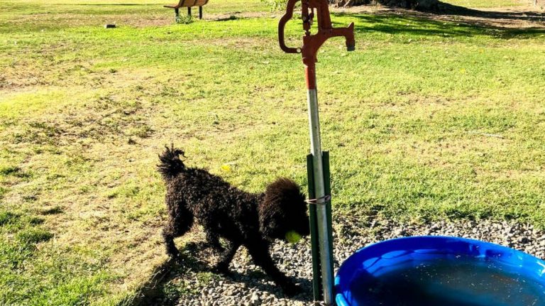 A black curly-haired dog holds a green tennis ball near the metal water pump at Bishop City Dog Park. Next to the pump sits a blue plastic kiddie pool. The dog stands on grass dotted with patches of gravel.