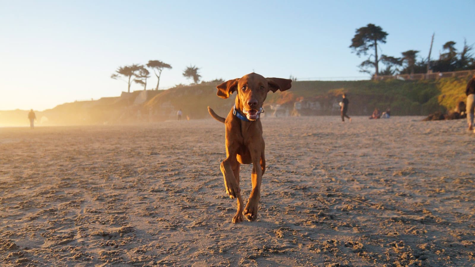 A brown dog races energetically across the sandy beach of Santa Cruz, its paws kicking up small sprays of sand with each stride. The backdrop reveals a serene evening scene: distant figures walk along the shore near cliffs adorned with darkened trees silhouetted by the setting sun. The sky is unblemished and clear, allowing the sunset to drape a golden hue over everything, while gentle waves lap at the coastline under this warm glow.