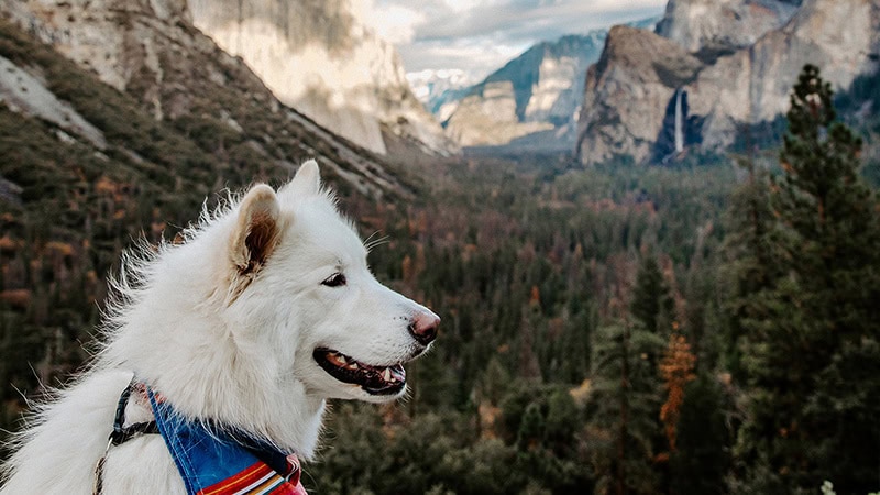 A white, fluffy dog wearing a colorful striped bandana stands overlooking a forested valley in Yosemite National Park. Mountains and rock formations rise in the background under a cloudy sky. This setting in Mariposa County offers an opportunity to explore nature's calm beauty with your dog.