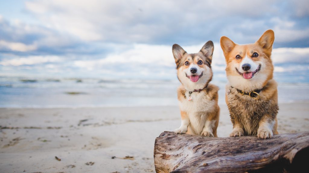 Two corgis are perched side by side on a weathered log at a Central Coast beach. The first corgi is immaculate, its coat glistening in the sunlight, while the second is playfully crusted with sand, evidence of recent frolics. Behind them, the vast ocean expands toward the horizon beneath a sky dotted with scattered clouds. This picturesque scene captures the laid-back charm typical of an Endless Summer. Both dogs look directly at the camera with cheerful expressions that reveal their enjoyment of this seaside afternoon.