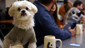 A small white dog, dressed in a snug gray shirt, perches attentively at the bar. In front of the dog sits a clear glass filled with one of Ventura Coast Brewing's top beers, its frothy head rising just above the rim. Alongside it are a large mug and a neatly arranged plate of savory food, accompanied by a freshly cut lime wedge resting on the side. The backdrop is bustling with groups of people chatting and enjoying each other’s company, contributing to the vibrant atmosphere that fills the room.