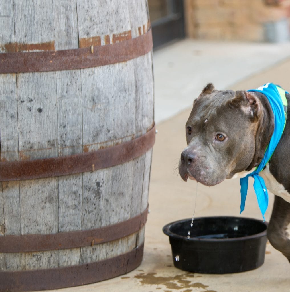 A gray dog stands next to a wooden barrel, its blue bandana adding a pop of color against its fur. It leans down to drink from a black bowl, water dripping from its mouth as it lifts its head slightly. The setting suggests the pet-friendly excursions and activities one might explore with their canine companion.