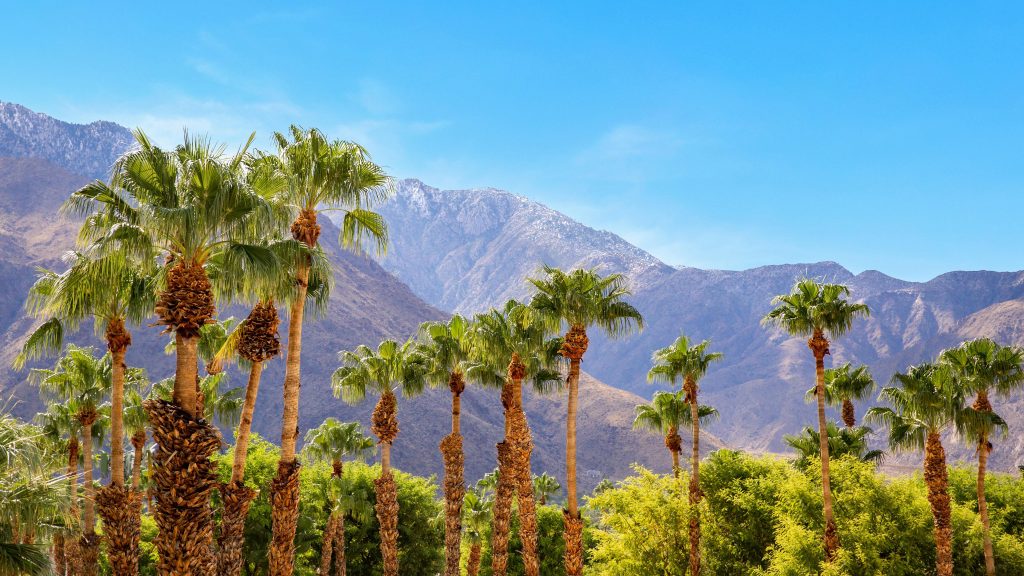 In Greater Palm Springs, tall green palm trees stand against arid, rocky mountains. The peaks have patches of snow, contrasting sharply with the palms below. Under a bright blue sky, this setting promises calm and natural beauty—a great place for outdoor activities with your dog.