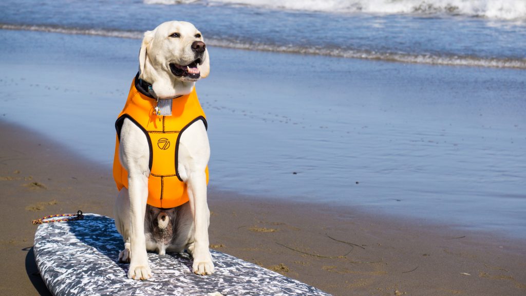 At the sandy beaches of Ventura, a Labrador Retriever wears a bright orange life jacket while perched confidently on a surfboard. Behind it, ocean waves rhythmically roll toward the shore, creating an inviting backdrop for water adventures with your dog.