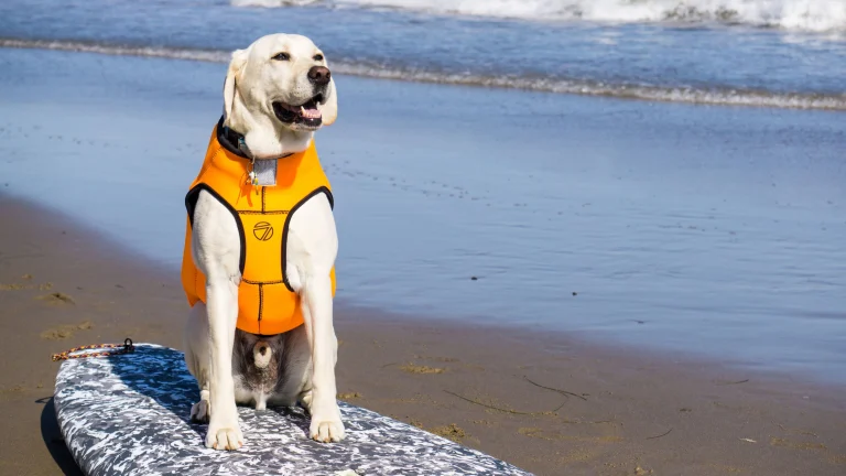 Haole getting ready to surf.