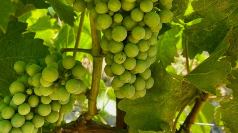 Jeff Cohn Cellars
