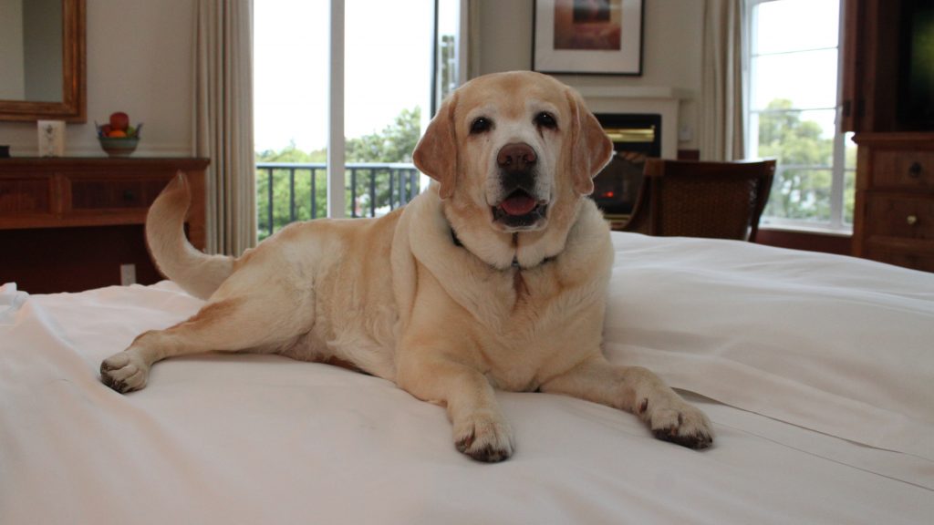 A large Labrador retriever with a caramel coat sprawls comfortably on a neatly made bed. With its mouth slightly open, the dog exudes contentment and relaxation. The room's soft lighting casts a warm atmosphere, complemented by wooden furniture and a window offering an inviting view outside.