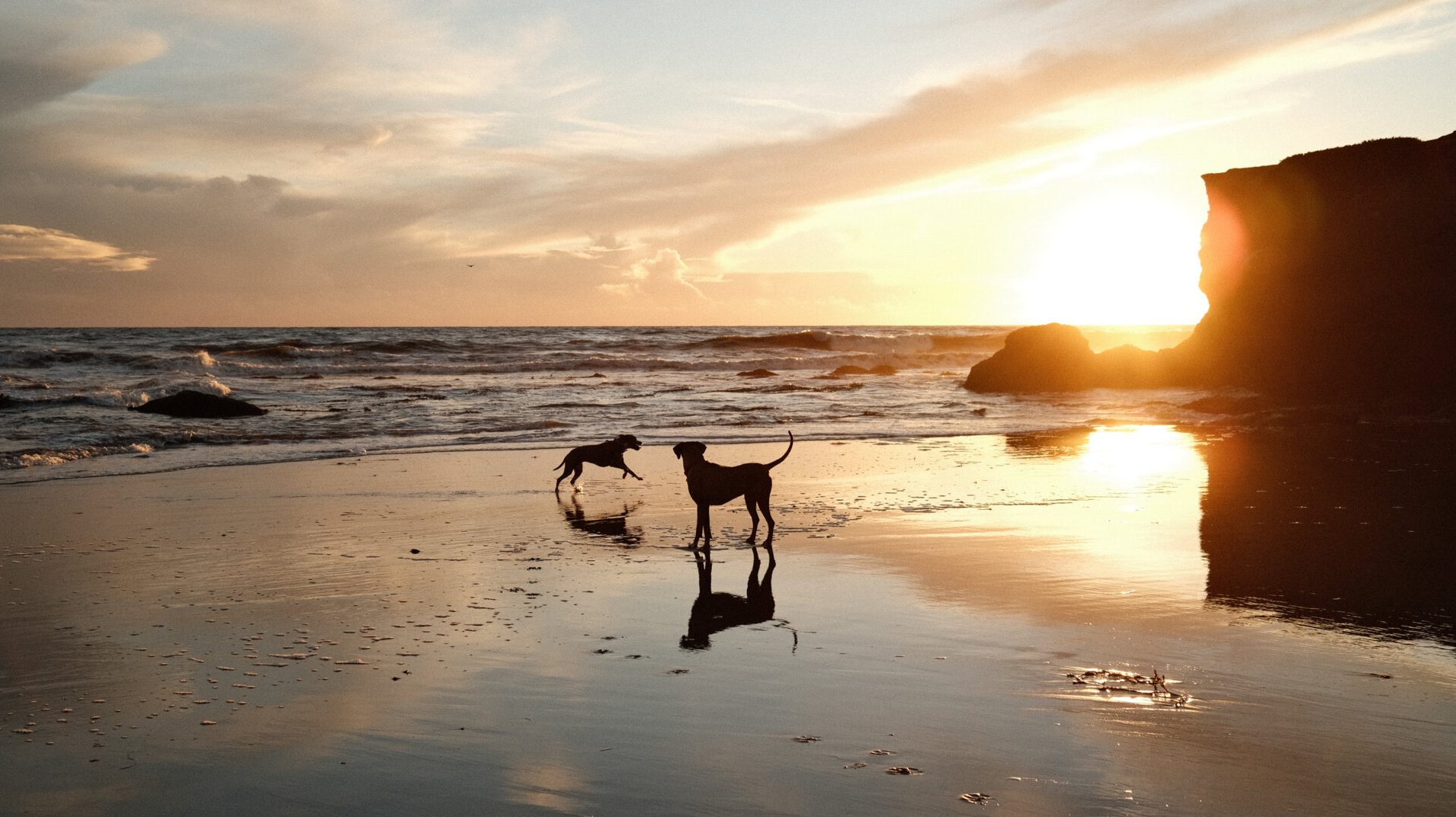 Two dogs playfully chase each other across a Santa Cruz beach at sunset. The ocean reflects the warm golden light, with waves softly reaching the sand. A rocky cliff stands dark against the glowing sun, while clouds are scattered throughout the sky, enhancing the stunning view.