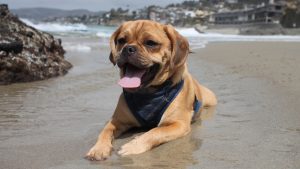 A small dog, wearing a blue harness, lounges peacefully on a sandy beach. Its tan coat glows softly in the warm light of the setting sun. Nearby, ocean waves gently roll onto the shore, and the distant coastline stretches out along the horizon, completing this picturesque moment.