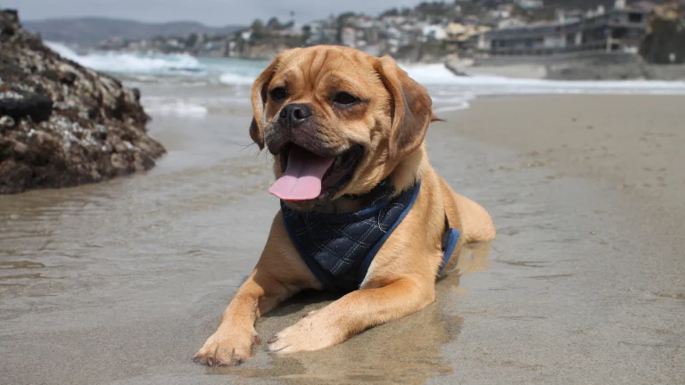 Puggle on Laguna Beach.