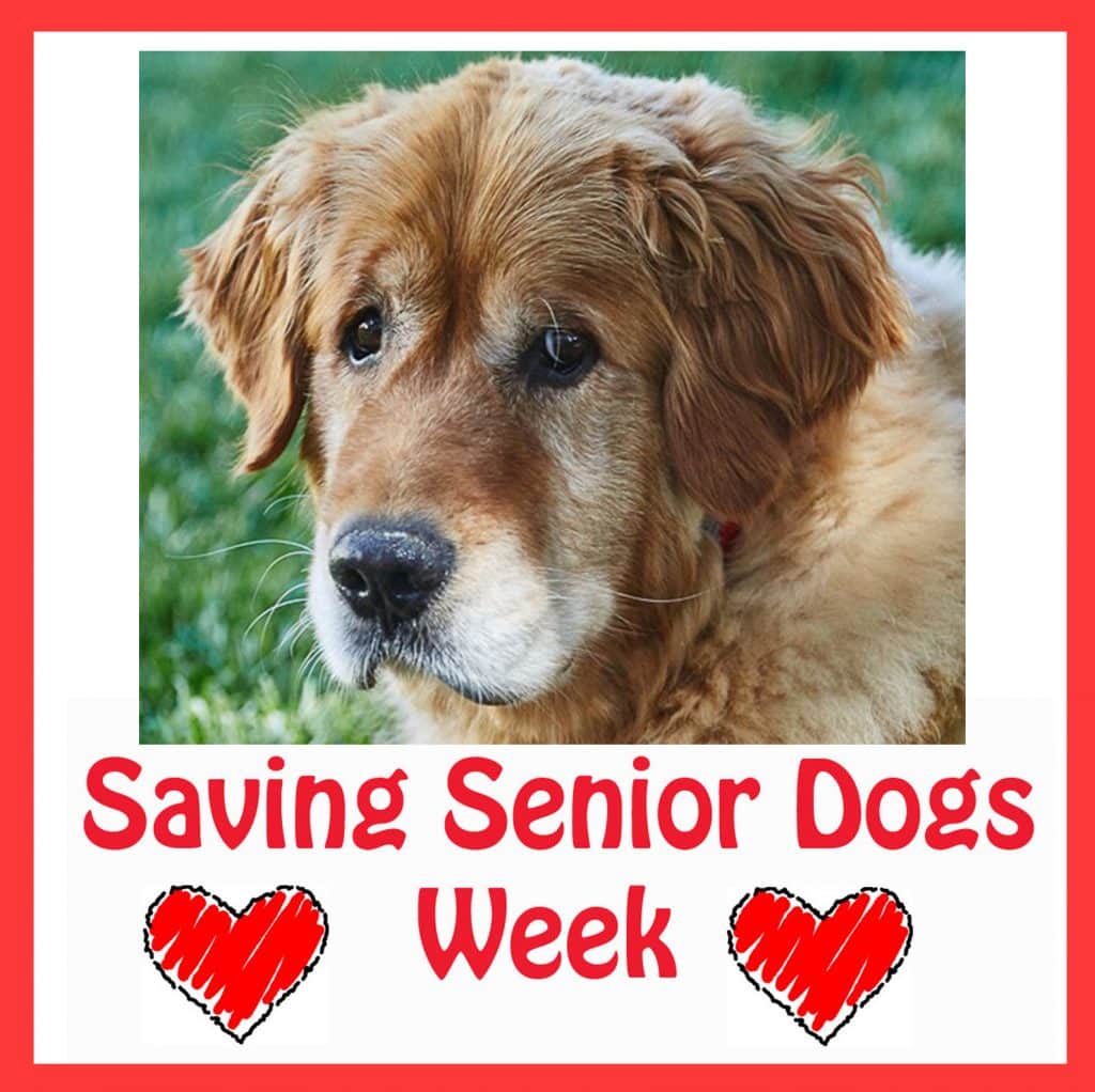 A fluffy senior dog gazes sideways, surrounded by a vibrant green landscape. The scene is bordered in red, with bold text announcing "Saving Senior Dogs Week," accompanied by two small red hearts. Get involved with DogTrekker and help us raise $50 to support these cherished dogs!