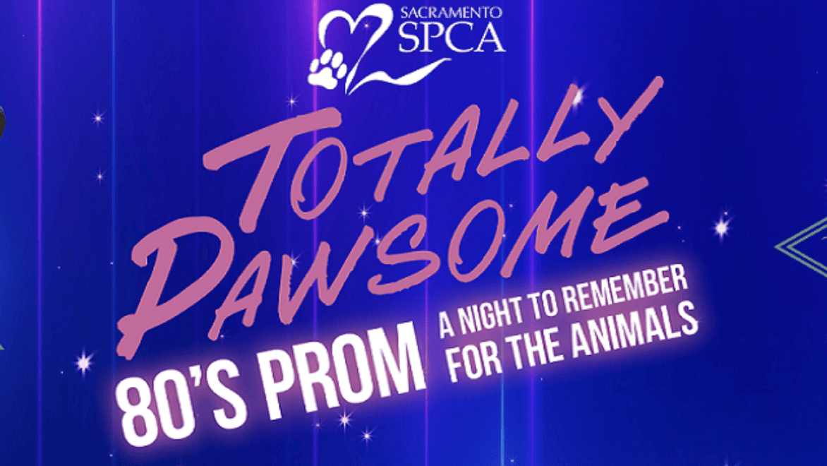 Promotional Graphic: "80's Prom: A Night to Remember for the Animals"  Event Details by Sacramento SPCAThe design draws attention with bold pink and white lettering, set against a vivid purple backdrop, capturing the playful yet nostalgic spirit of the 1980s. Ideal for dog lovers seeking unique activities, this event promises an evening filled with fun and support for a worthy cause.