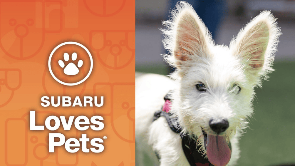 A fluffy white dog with prominent ears and a pink tongue playfully sticking out is sitting on a patch of green grass. Beside the dog, an orange banner prominently features the Subaru paw logo alongside the words "Subaru Loves Pets," highlighting Subaru's support for the San Francisco SPCA.