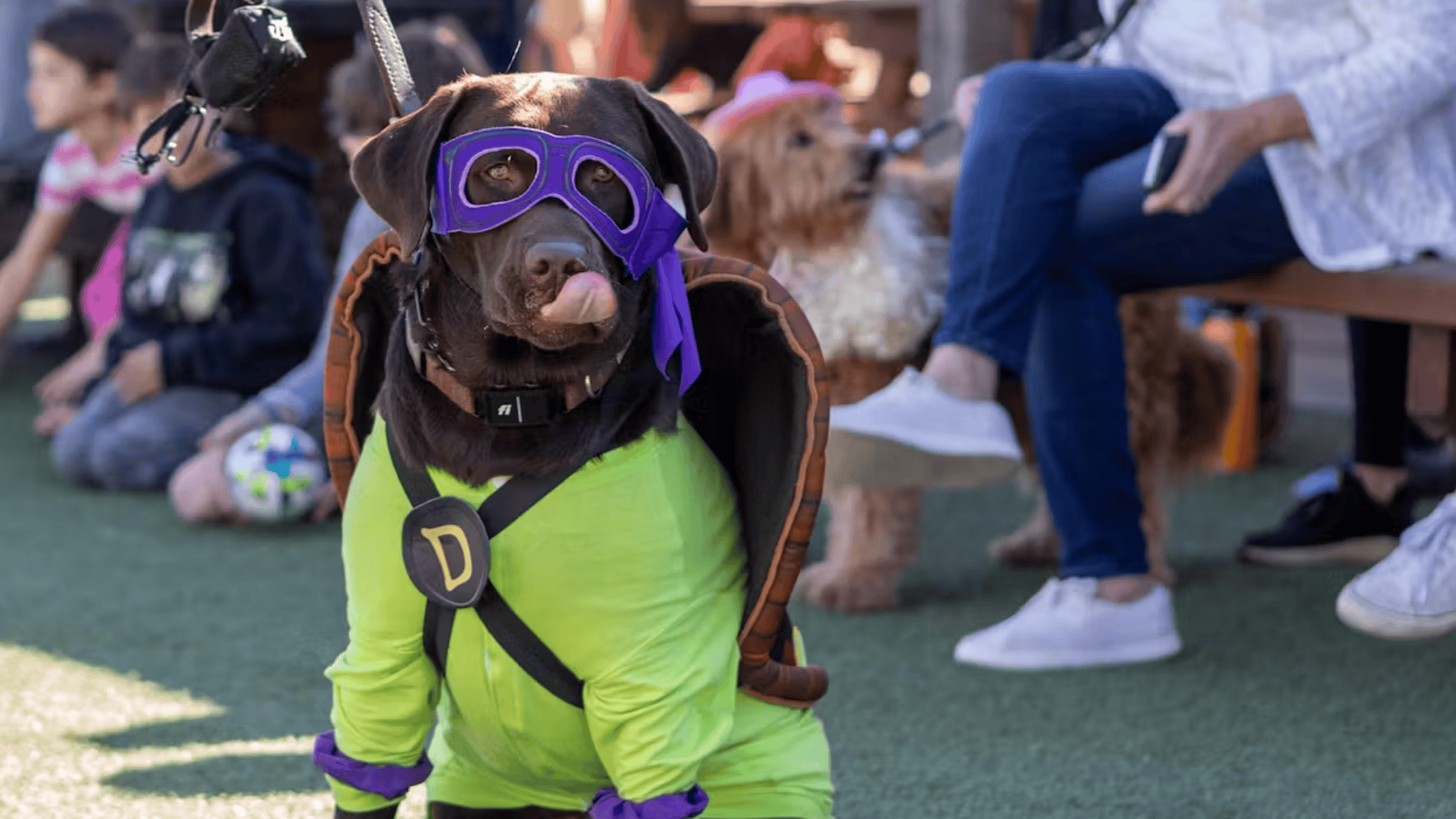 At Larson Family Winery's canine costume contest, a dog lies on the grass wearing a vibrant purple superhero mask and a striking green outfit emblazoned with a bold "D" on its chest. The ensemble is completed by a functional backpack. In the background, people and their dogs navigate the scene, contributing to the lively and celebratory environment.