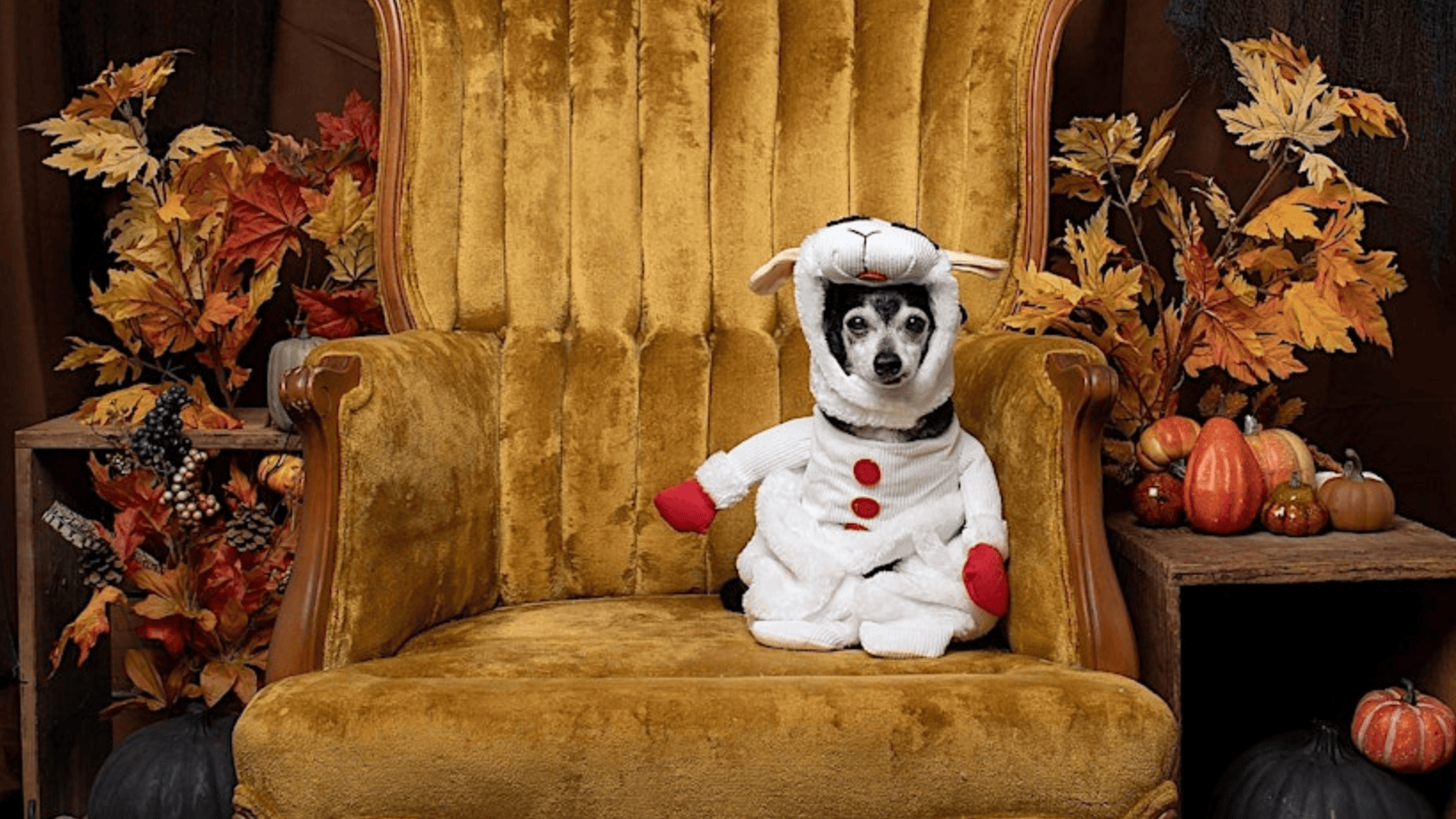 A small dog, clad in a sheep costume, sits poised on a large, vintage-style golden armchair. The setting is ideal for Paw-lloween portraits, with the backdrop featuring scattered autumn leaves and pumpkins that evoke a cozy Halloween vibe.