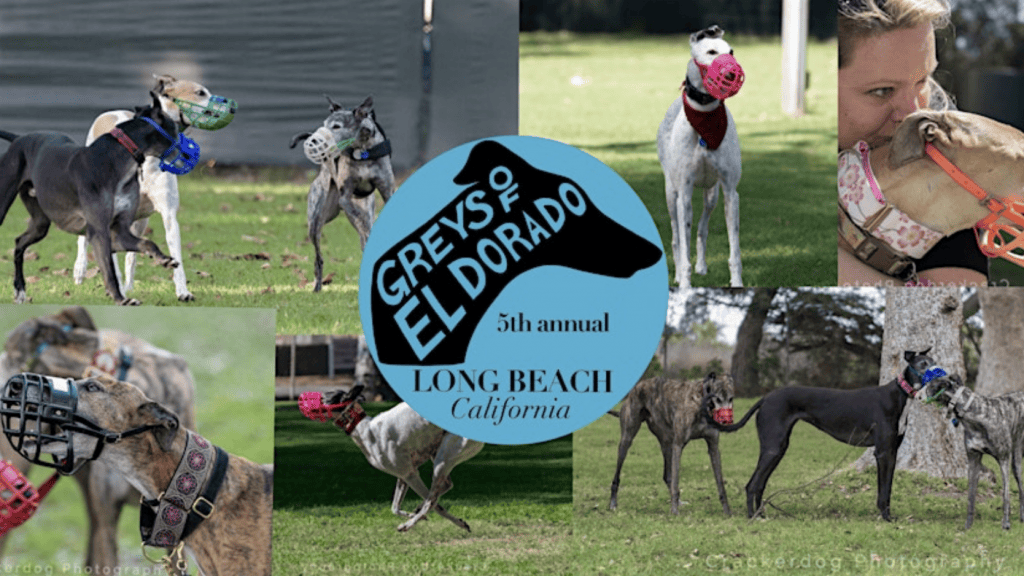 A vibrant collage showcases greyhounds wearing muzzles at an outdoor gathering. One image features a woman gently kissing a greyhound, while two other photos highlight dogs dressed in colorful jackets. Text in the center announces the "5th Annual Greyhound Picnic" hosted by Greys of Eldorado in Long Beach, California.