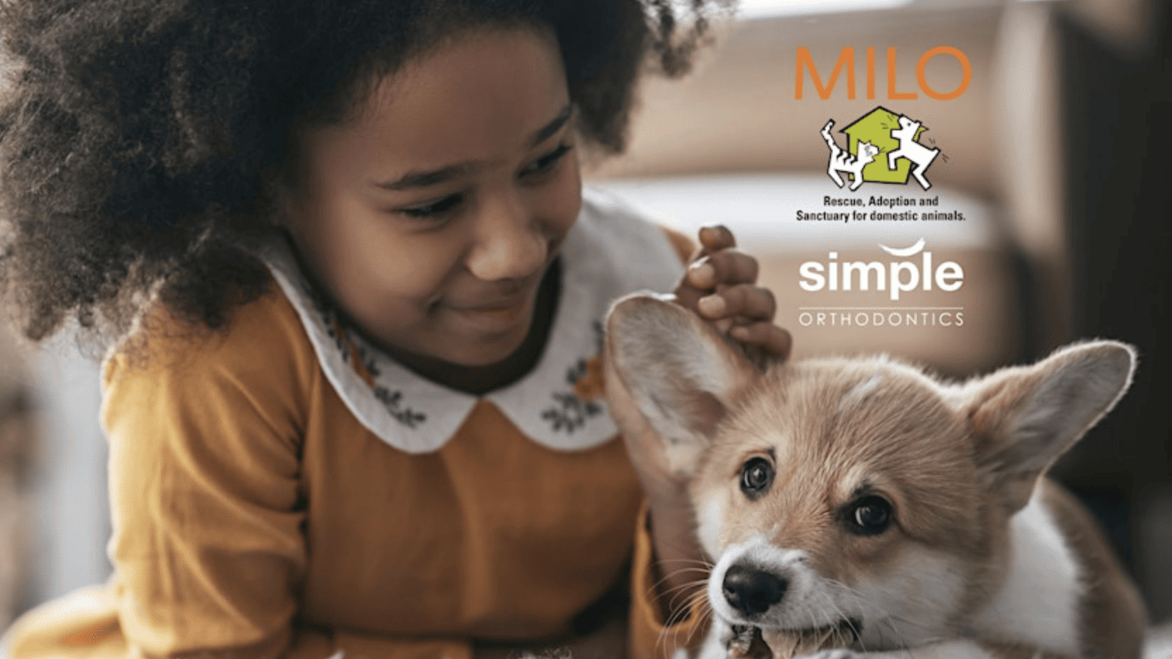 At an adoption event, a young child with curly hair grins broadly while gently stroking the fur of a Corgi puppy. The Corgi, with its short legs and expressive eyes, seems delighted by the attention. Visible in the background are banners displaying the logos of two organizations: the MILO Foundation, known for its work in rescuing and rehoming domestic animals, and Simple Orthodontics.