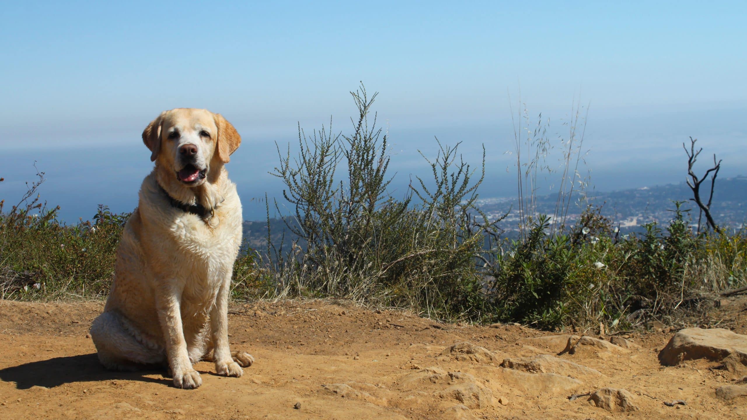 A Labrador Retriever sits quietly on a dirt path at the top of a hill in Santa Barbara County. Around it stretch open views of distant hills under a misty sky. The dog appears content and relaxed, nestled among native shrubs, while soft birdsong carries through the air, enhancing the serene atmosphere.