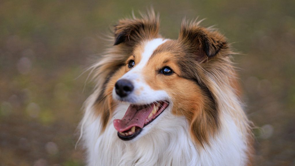 A Sheltie with a long, white and brown coat sits outside, its eyes bright and tongue hanging out in delight. The dog looks content against the backdrop of soft green and brown hues that indicate the annual Southland picnic is in full swing.