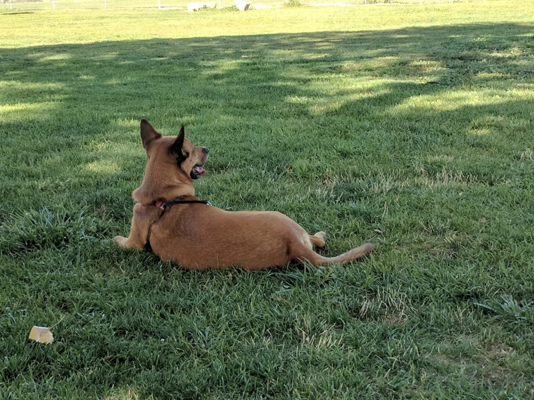 Bishop City Dog Park