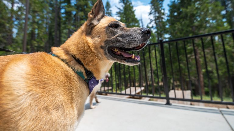 A tan and black dog, wearing a purple collar, stands on a patio with a metal railing. The dog is panting and gazing to the side. In the background, tall green pine trees stand out against the clear blue sky.