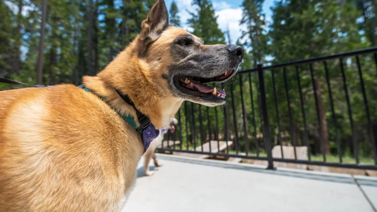 Pup enjoying Tenaya Lodge.