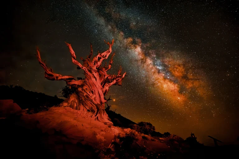 Methuselah Trail