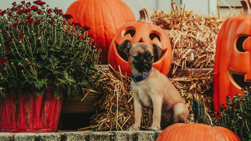 A small puppy, wearing a blue collar, sits eagerly in front of a backdrop featuring hay bales and intricately carved pumpkins. Positioned for a Trunk or Treat event, the scene captures the essence of fall. A pot of vibrant red flowers on the left complements the autumnal setting perfectly.