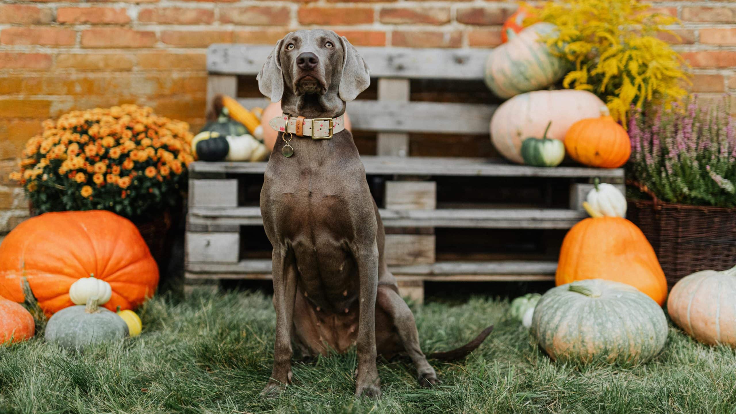 A gray dog rests on the green grass, positioned in front of a sturdy wooden bench at the pumpkin patch. Surrounding it are clusters of pumpkins in various shapes and sizes, complemented by vibrant orange and yellow flowers. This display crafts a rich, festive fall setting perfect for exploring with canine companions.