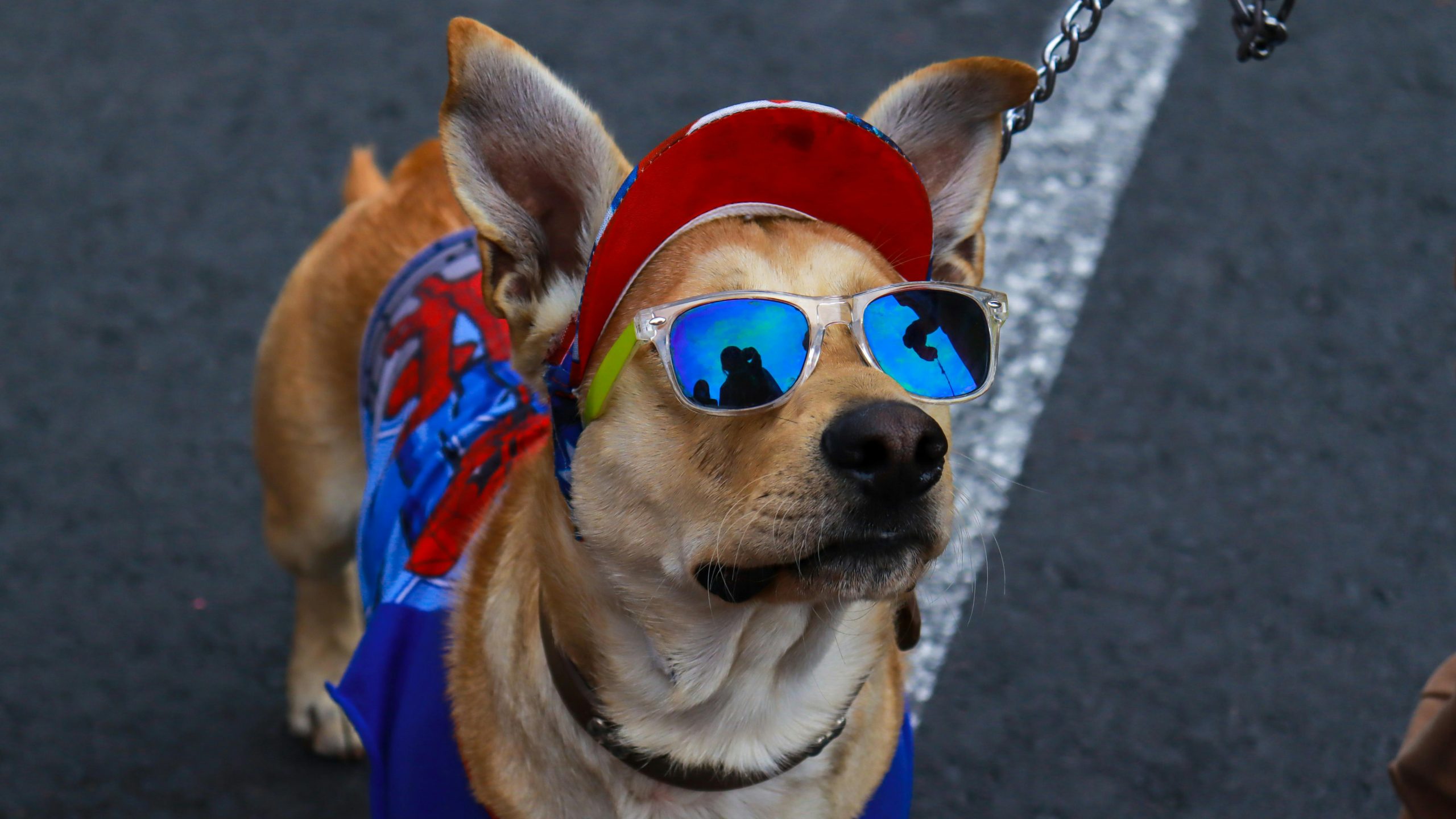 A tan-colored dog dressed in mirrored sunglasses, a red cap, and a blue outfit with a graphic print stands on an asphalt surface at the Howl-o-ween Parade in Healdsburg Plaza. The dog is on a leash and looking up attentively. Reflections of two people are visible in the dog's sunglasses.