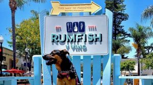 A dog relaxes comfortably on a sizable blue wooden chair situated beneath a Rumfish Y Vino sign. Above, a brightly colored "This Way to Paradise" sign invites passersby, while palm trees gently sway in the background. The scene encapsulates the tropical atmosphere of Rumfish, where visitors can enjoy sunny moments with their dogs.