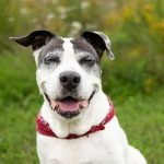 A content, white and black dog, possibly an elderly companion, sits calmly on a lush carpet of green grass. A red bandana adorns its neck, adding a touch of color to the scene. In the background, wildflowers blur into a gentle tapestry. The dog's mouth is slightly open in what resembles a smile, and its eyes are softly half-closed as it enjoys the moment.