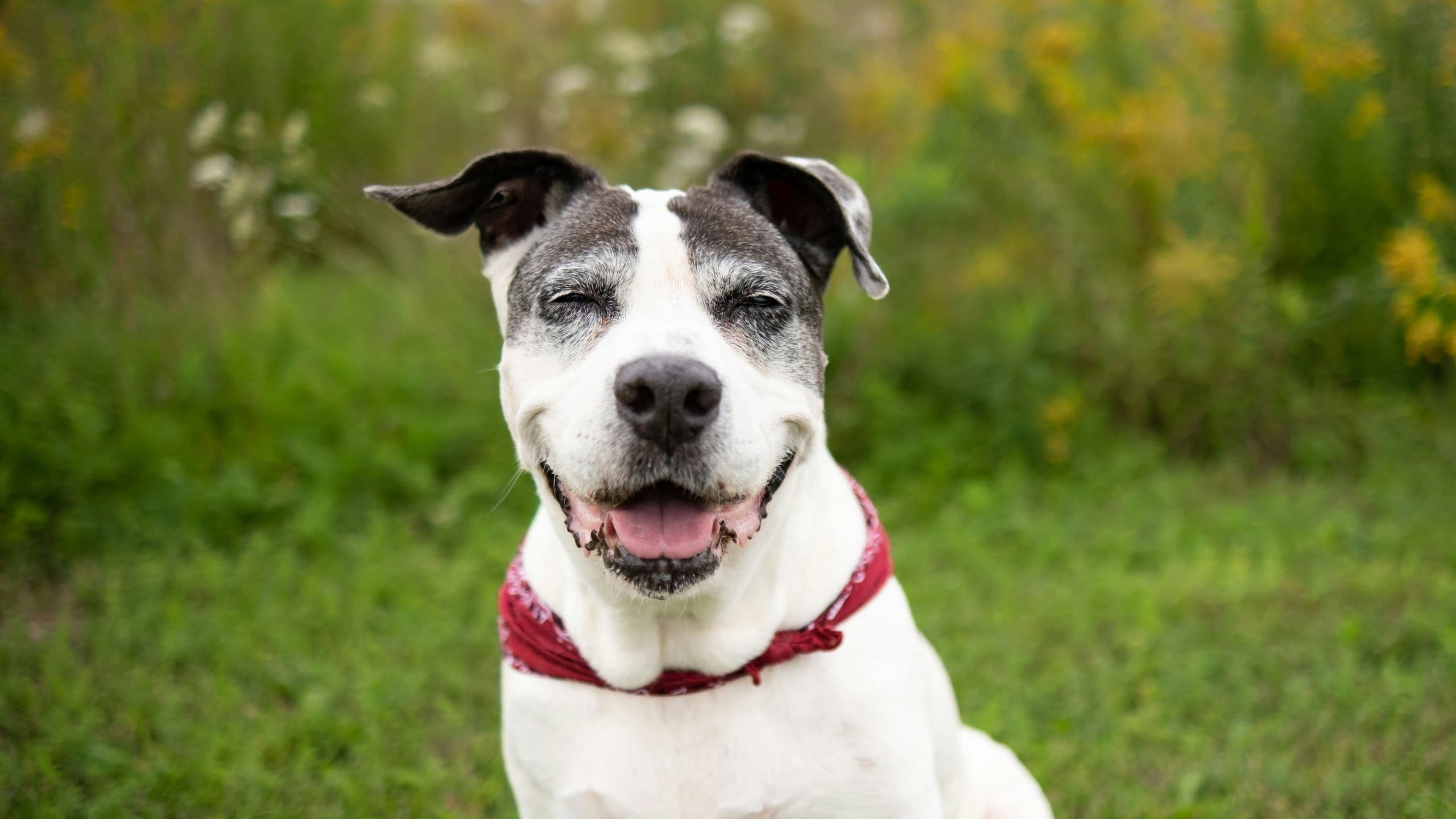 A content, white and black dog, possibly an elderly companion, sits calmly on a lush carpet of green grass. A red bandana adorns its neck, adding a touch of color to the scene. In the background, wildflowers blur into a gentle tapestry. The dog's mouth is slightly open in what resembles a smile, and its eyes are softly half-closed as it enjoys the moment.