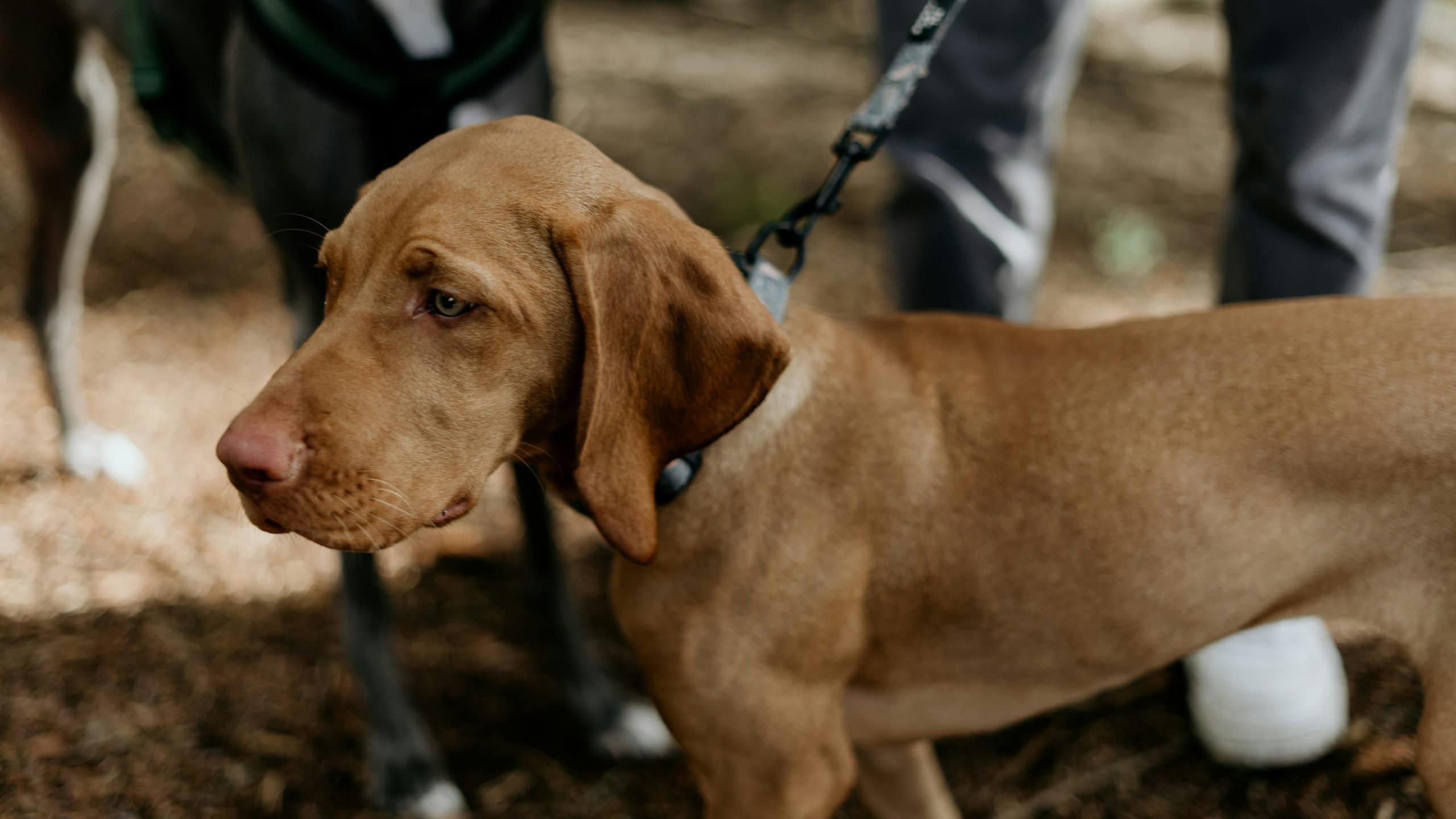 A brown dog with a short coat stands on a leash along the forest path of Keithley Preserve. Its owner lingers in the background, partially hidden by dense trees that cast cool shadows over the trail. The dog's gaze is fixed to the side, capturing its full attention amid this tranquil hike through the serene watershed.