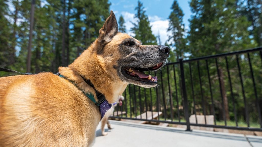 A tan dog with a black snout, its mouth open in a contented pant, stands on a paved walkway. It's a sunny day, and the dog seems to relish the warmth as it gazes around its surroundings. Nearby, a sturdy black metal fence provides contrast against the vibrant green of tall trees that stretch upward into an expanse of clear blue sky. The scene suggests an inviting day outdoors, perfect for exploring new activities with your four-legged friend.