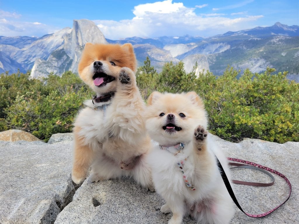 Two fluffy Pomeranian dogs stand on a large rock, set against a backdrop of vibrant green foliage and towering mountains. One paw raised, tongues lolling from their mouths, they seem content under the clear blue sky dotted with a few clouds. This delightful scene embodies the adventure and beauty ideal for submitting to a California photo contest.