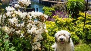 At Noyo Harbor Inn, a fluffy white dog rests amidst a lush garden filled with vivid white and purple flowers. The tranquil waterfront stretches out before it, dotted with docked boats gently swaying. Encircled by verdant greenery, the scene unfolds beneath a bright azure sky.