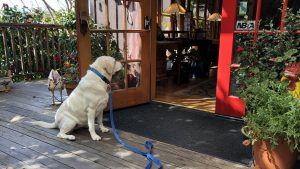 A white Labrador sits patiently on the wooden deck of the Stanford Inn, its blue leash resting quietly beside it. The dog is framed by an array of potted plants and lush green foliage, giving a sense of tranquility and nature. Through the glass door before it, one can glimpse into a cozy room filled with warm and inviting decor, hinting at comfort waiting inside.