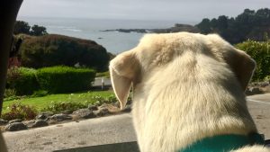 A dog with a light-colored coat peers out from a car window, eyes fixed on the scenic ocean view near the Little River Inn. Outside, vibrant greenery frames a rugged shoreline, where calm waters meet the rocks. Overhead, a partially cloudy sky provides gentle contrast to the rich colors of the landscape.