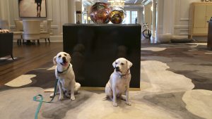 Two Labrador Retrievers rest on a patterned carpet in a spacious room at the Claremont Club & Spa. In front of them stands a tall black pedestal showcasing vibrant glass art pieces. The room is brightly lit and furnished with modern decor, creating an elegant atmosphere.