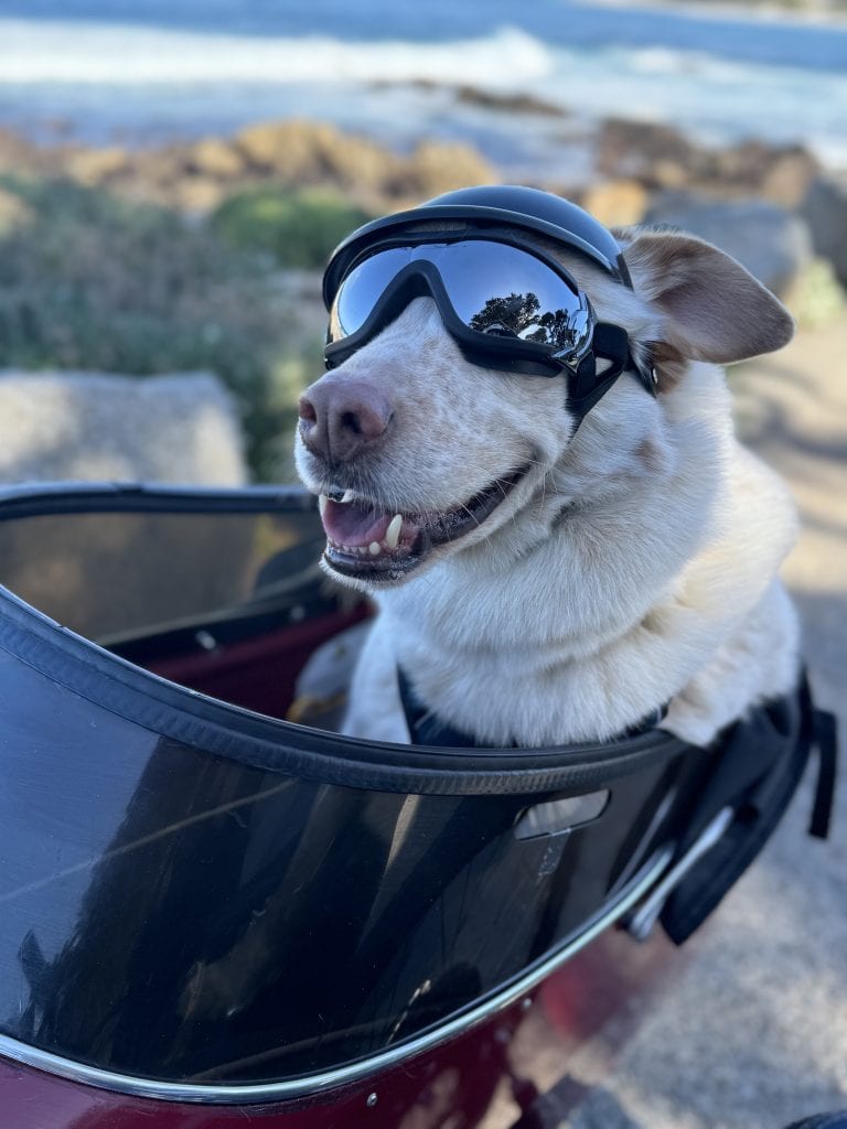 A dog sits in a motorcycle sidecar, wearing sunglasses and appearing joyful with its mouth slightly open. The blurred background features an ocean and the California coastline, creating a picture-perfect travel moment.