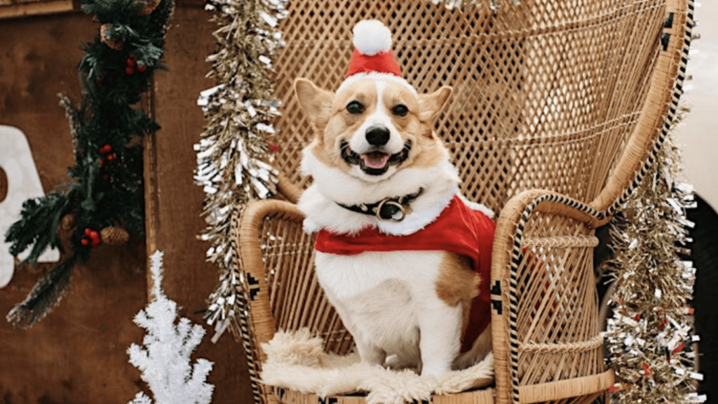 A cheerful corgi, dressed in a Santa outfit, perches on a wicker chair at the Pawliday Market. Around it, festive decorations abound: tinsel glistens and a small white Christmas tree adds to the holiday spirit.