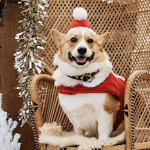 A cheerful corgi, dressed in a Santa outfit, perches on a wicker chair at the Pawliday Market. Around it, festive decorations abound: tinsel glistens and a small white Christmas tree adds to the holiday spirit.