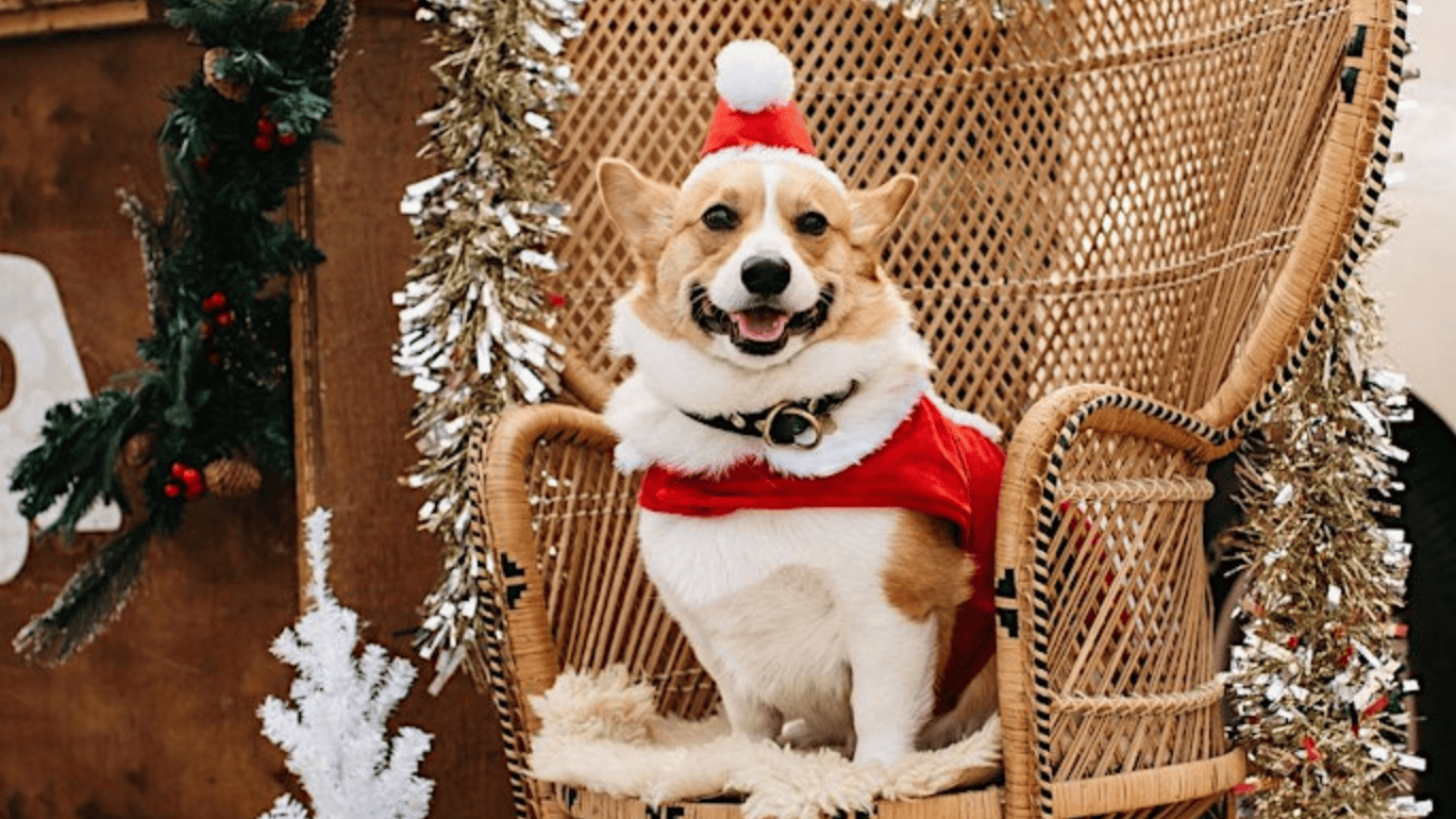 A cheerful corgi, dressed in a Santa outfit, perches on a wicker chair at the Pawliday Market. Around it, festive decorations abound: tinsel glistens and a small white Christmas tree adds to the holiday spirit.