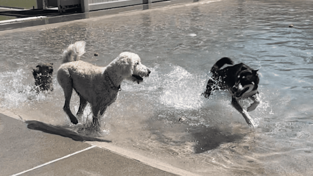 In a shallow pool, three dogs of different sizes enjoy the water. A large, white fluffy dog moves energetically, sending droplets everywhere with each movement. Nearby, a smaller brown dog leaps and paddles through the shallow water, adding its own splashes to the mix. The third dog, black and white in color, wags its tail wildly while it romps around with enthusiasm. All three are soaked through from their playful antics and seem entirely absorbed in their aquatic adventure.