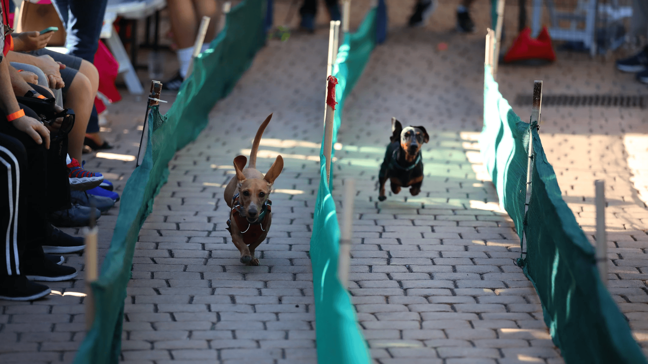 Two small dogs sprint down a brick path in an all-breed competition, enclosed by vibrant green barriers. Spectators stand on either side, watching intently as the dogs' ears flap energetically with each stride.