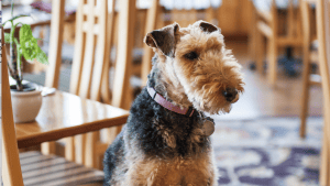 Inside the Stanford Inn, a terrier with a shaggy coat sits patiently on the wooden floor. A pink collar adds a pop of color to the dog's appearance. Surrounding it, wooden chairs and a small potted plant contribute to the inn's warm and inviting atmosphere.