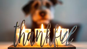 A set of candles flicker gently, casting a warm glow around the word "thankful" elegantly scripted across the front. Behind them, slightly out of focus, sits a dog looking towards the light. The scene is bathed in soft, inviting shades, creating an atmosphere that feels both cozy and reflective—ideal for planning your dog-friendly Thanksgiving activities.